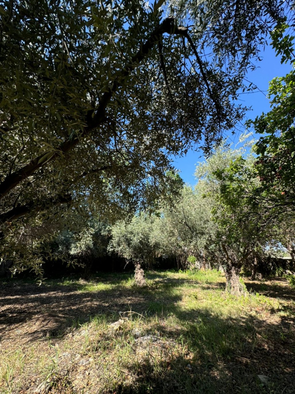 Terreno en Venta en Lujan de Cuyo, Mendoza