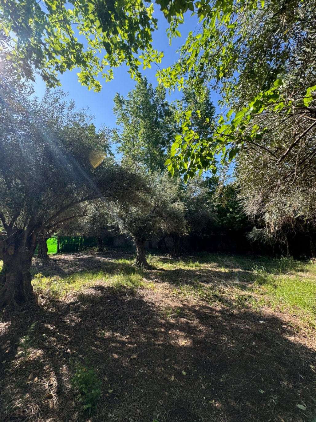Terreno en Venta en Lujan de Cuyo, Mendoza