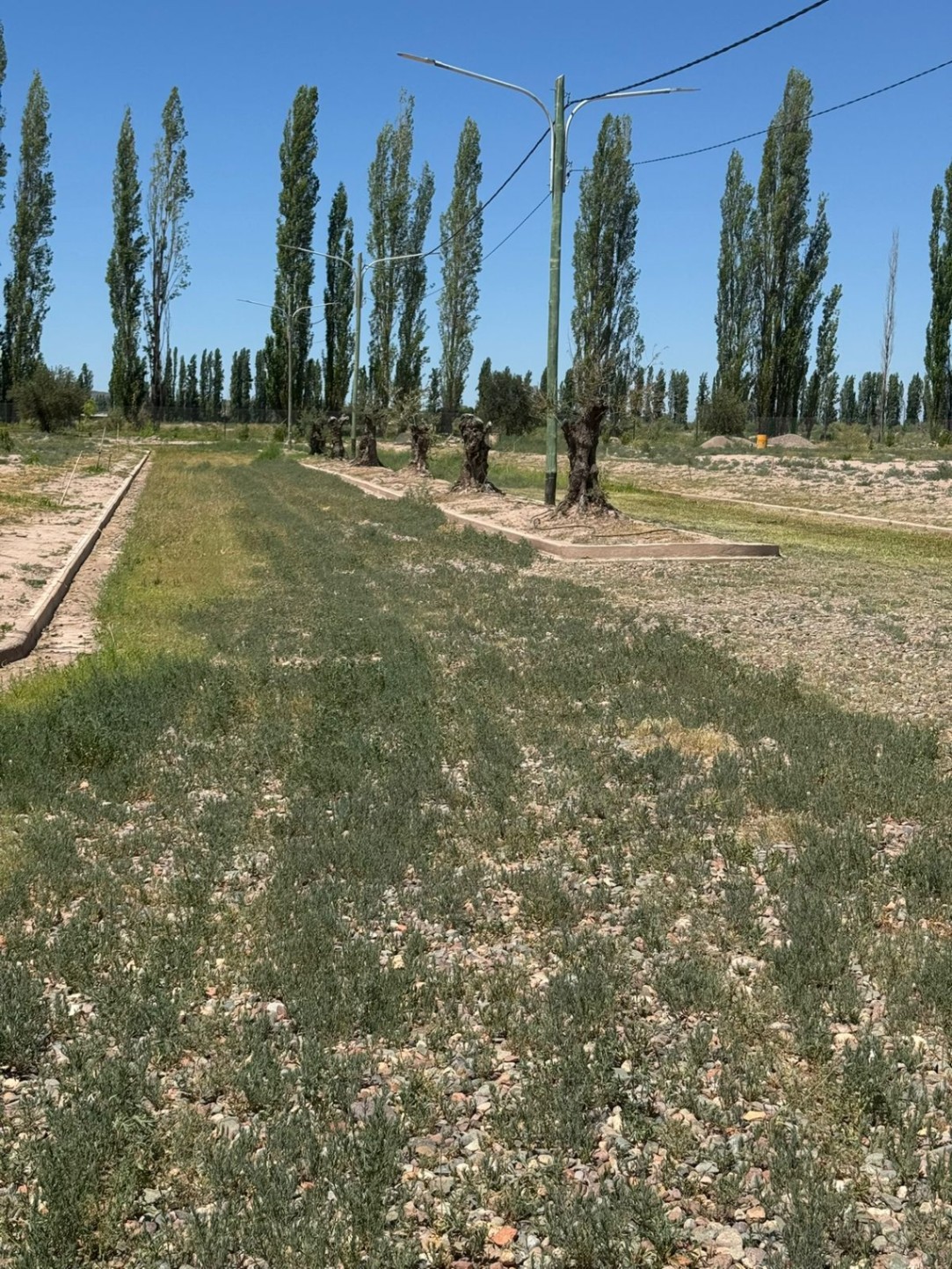 Terreno en Venta en Lujan de Cuyo, Mendoza