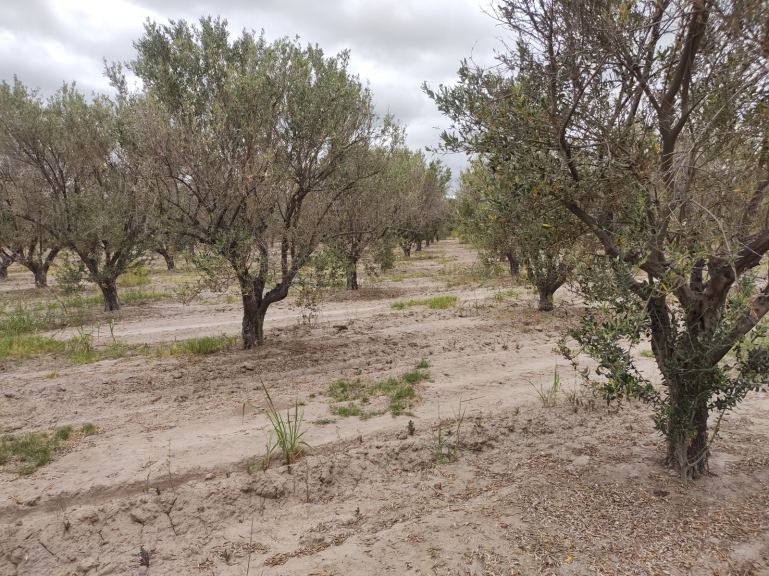 Finca en Venta en Junin, Mendoza