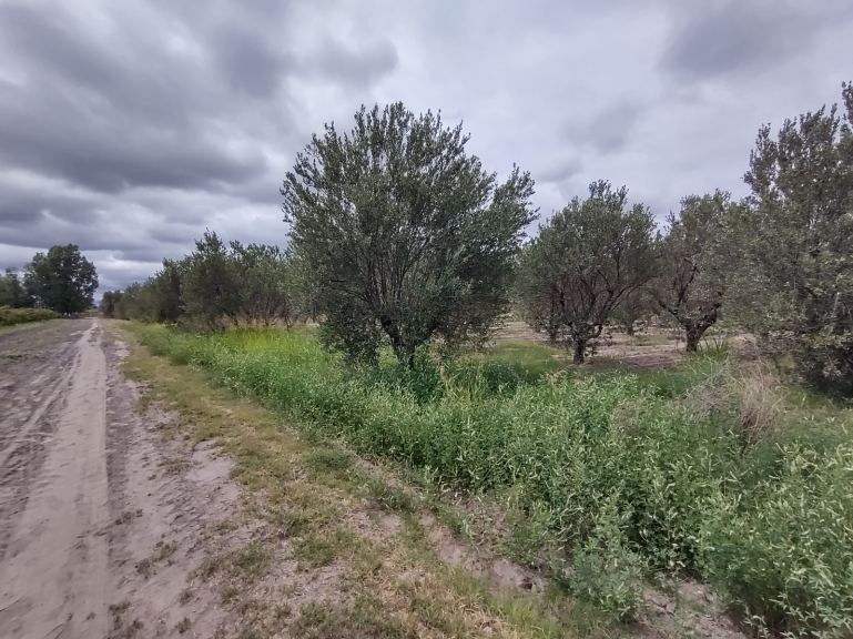 Finca en Venta en Junin, Mendoza