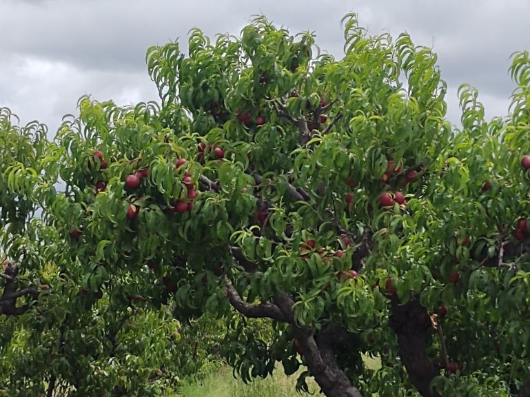 Finca en Venta en Junin, Mendoza