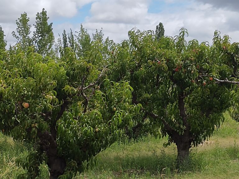 Finca en Venta en Junin, Mendoza