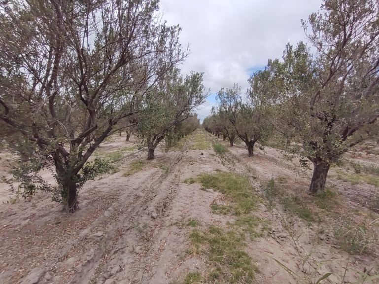 Finca en Venta en Junin, Mendoza