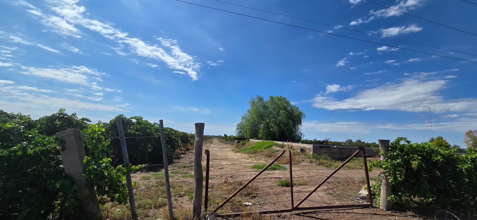 Finca en Venta en Lujan de Cuyo, Mendoza