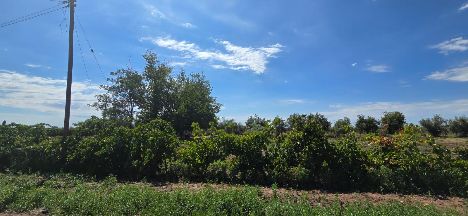 Finca en Venta en Lujan de Cuyo, Mendoza