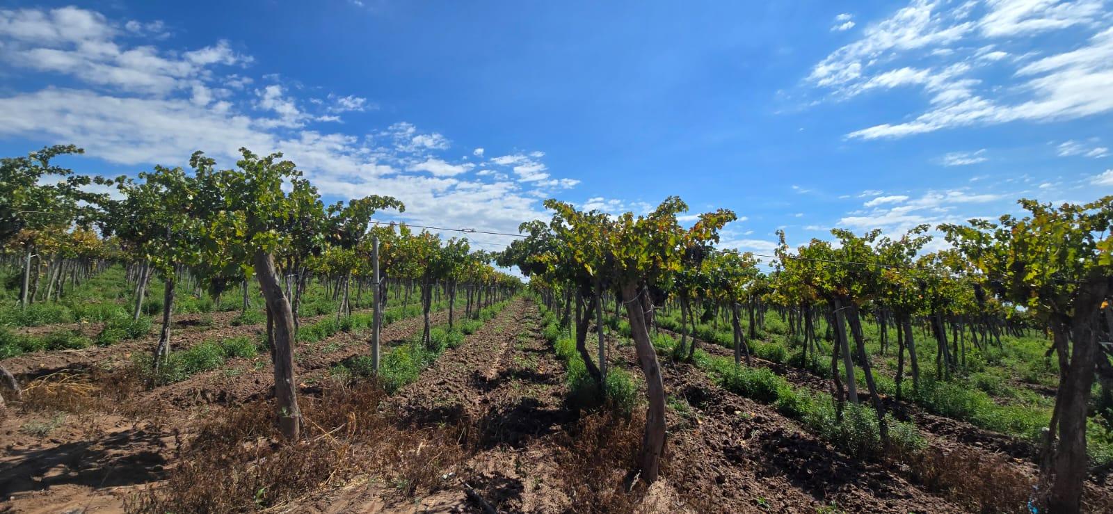 Finca en Venta en Lujan de Cuyo, Mendoza