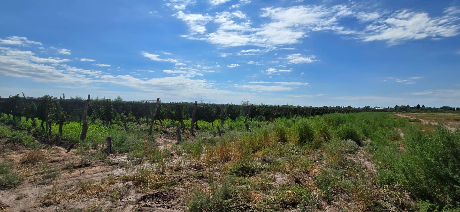 Finca en Venta en Lujan de Cuyo, Mendoza