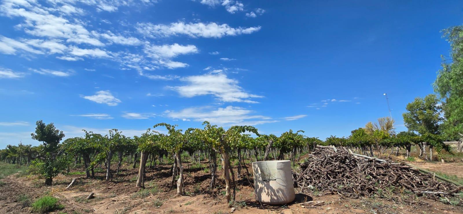 Finca en Venta en Lujan de Cuyo, Mendoza