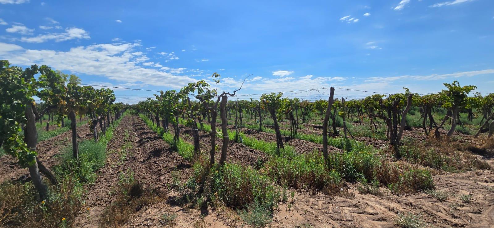 Finca en Venta en Lujan de Cuyo, Mendoza