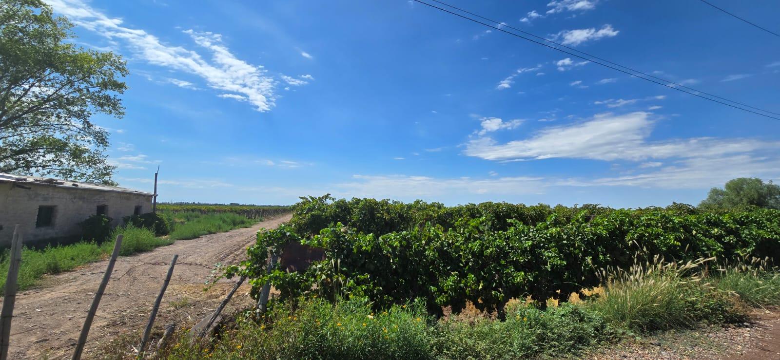 Finca en Venta en Lujan de Cuyo, Mendoza