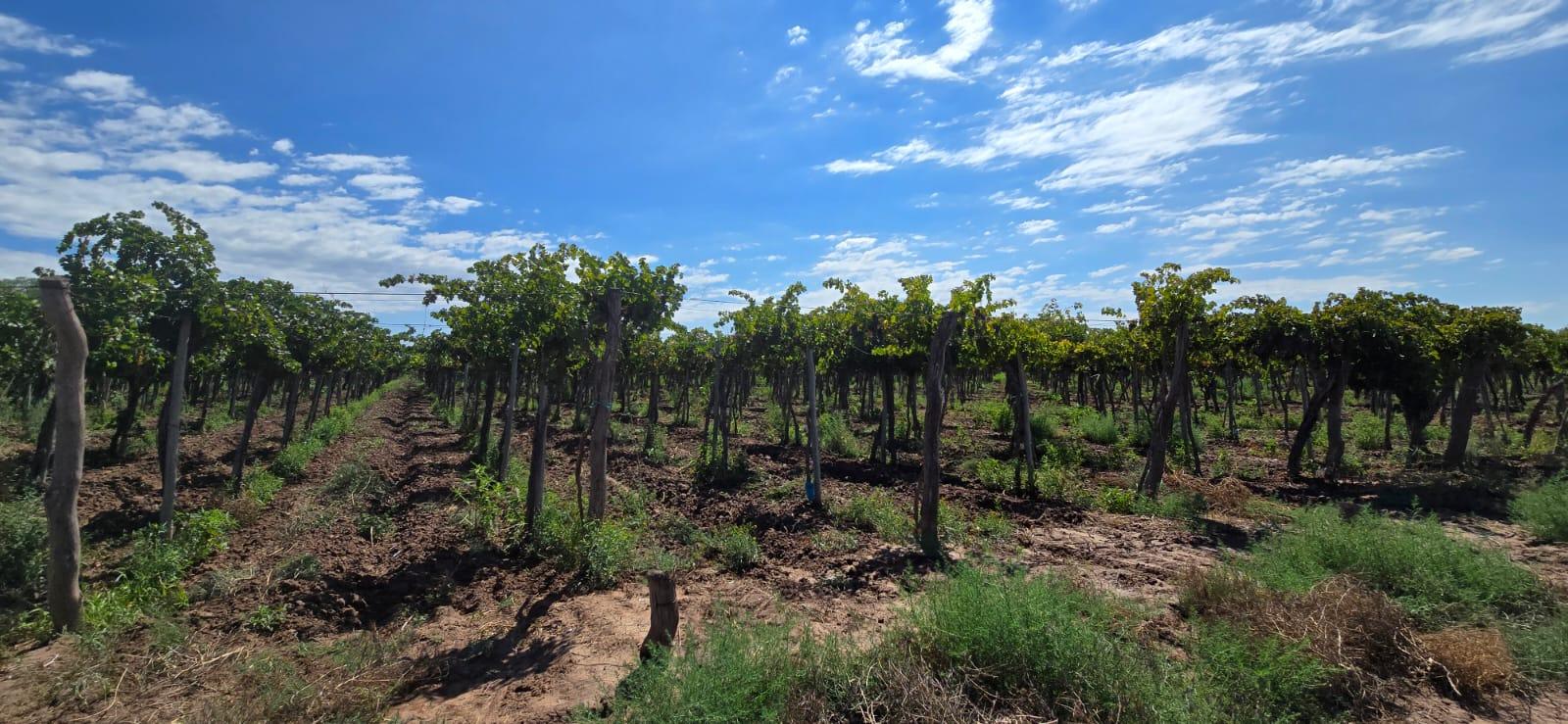 Finca en Venta en Lujan de Cuyo, Mendoza