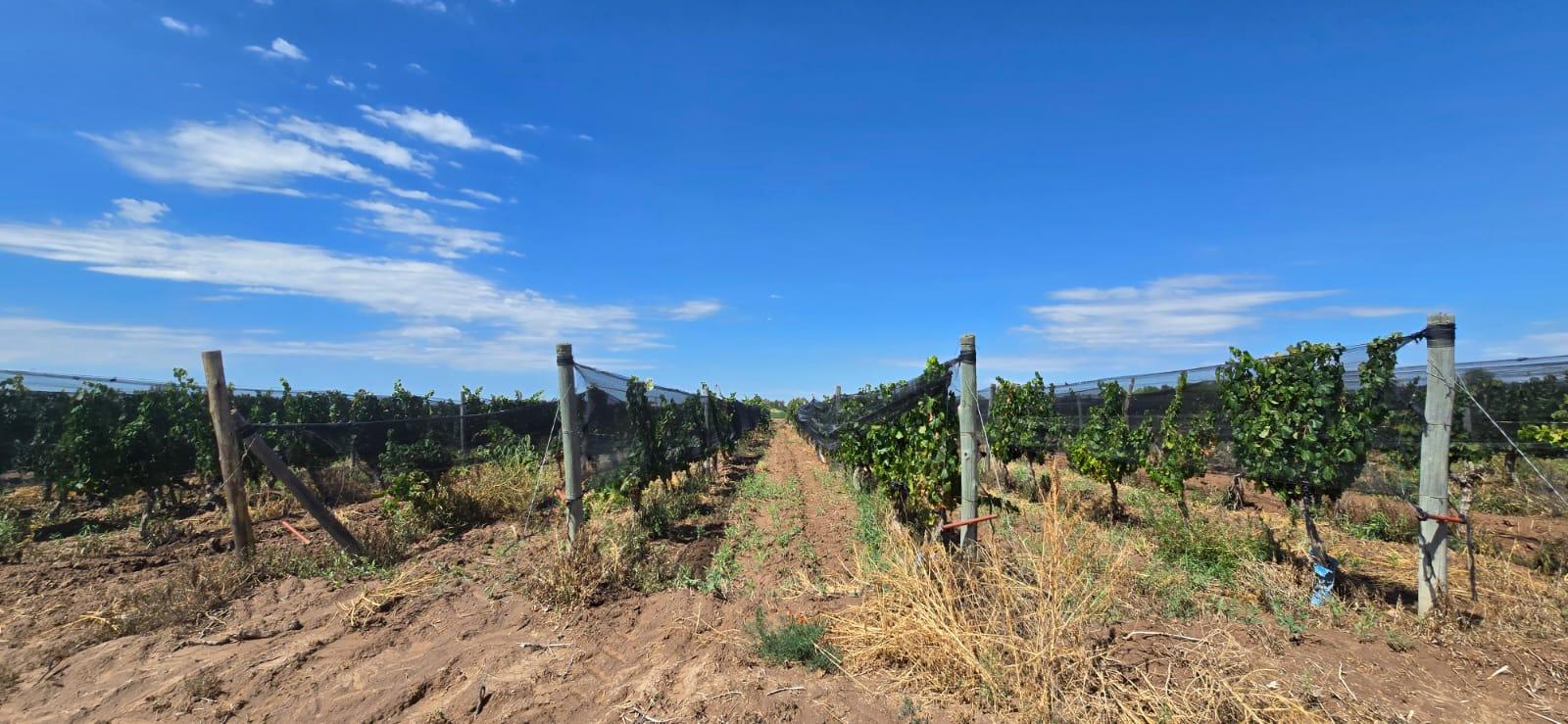 Finca en Venta en Lujan de Cuyo, Mendoza