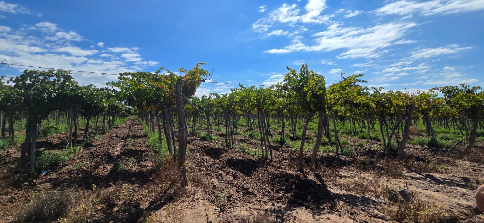 Finca en Venta en Lujan de Cuyo, Mendoza