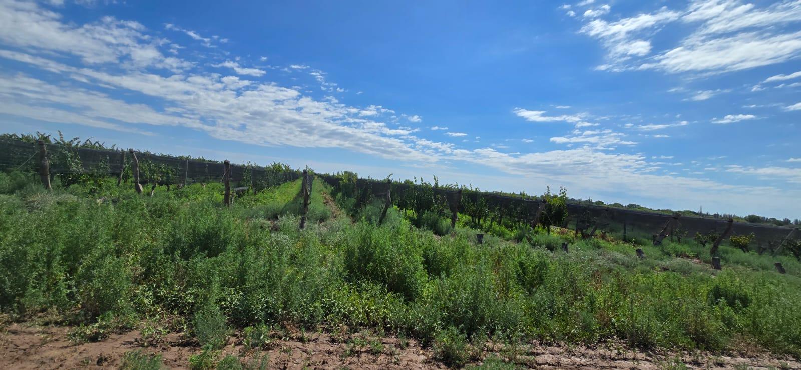 Finca en Venta en Lujan de Cuyo, Mendoza