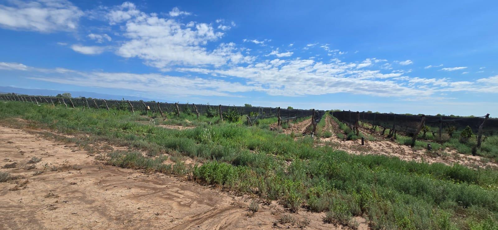 Finca en Venta en Lujan de Cuyo, Mendoza