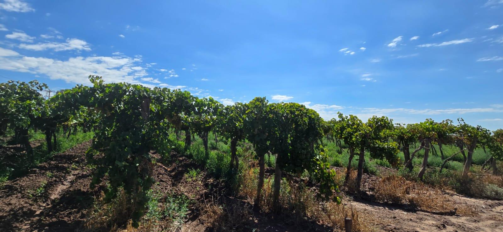 Finca en Venta en Lujan de Cuyo, Mendoza