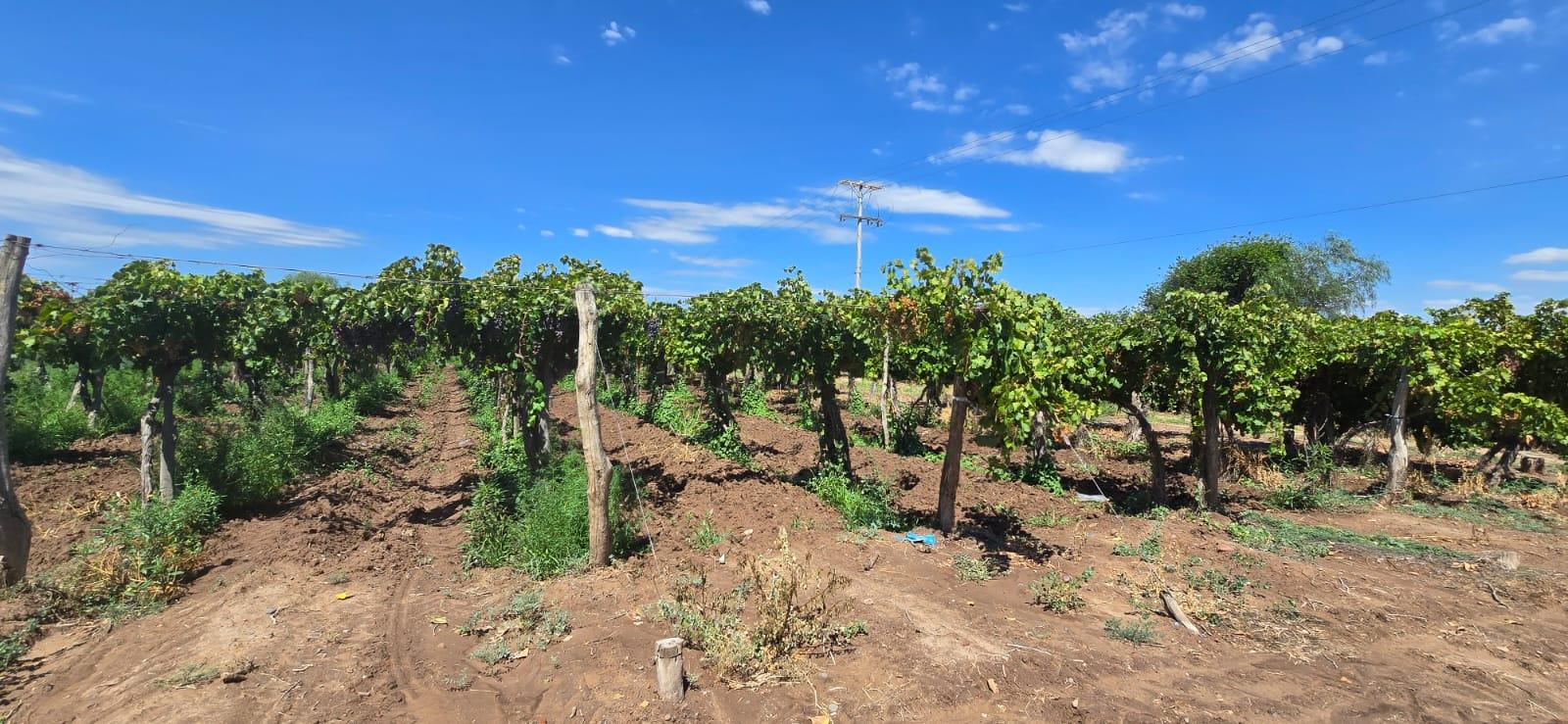 Finca en Venta en Lujan de Cuyo, Mendoza