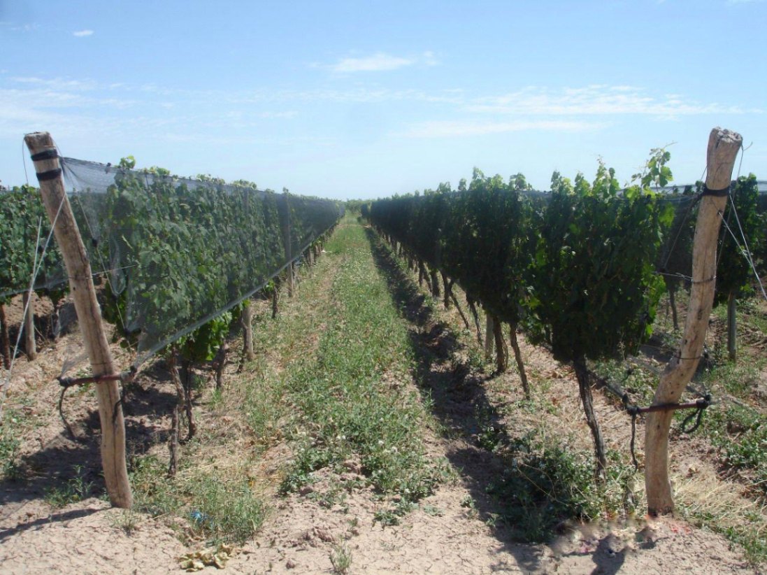 Finca en Venta en Lujan de Cuyo, Mendoza