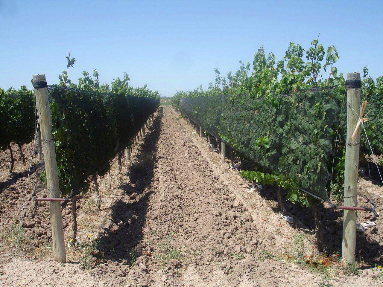 Finca en Venta en Lujan de Cuyo, Mendoza