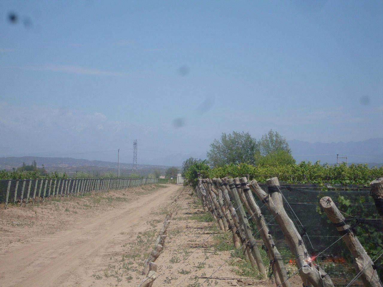 Finca en Venta en Lujan de Cuyo, Mendoza