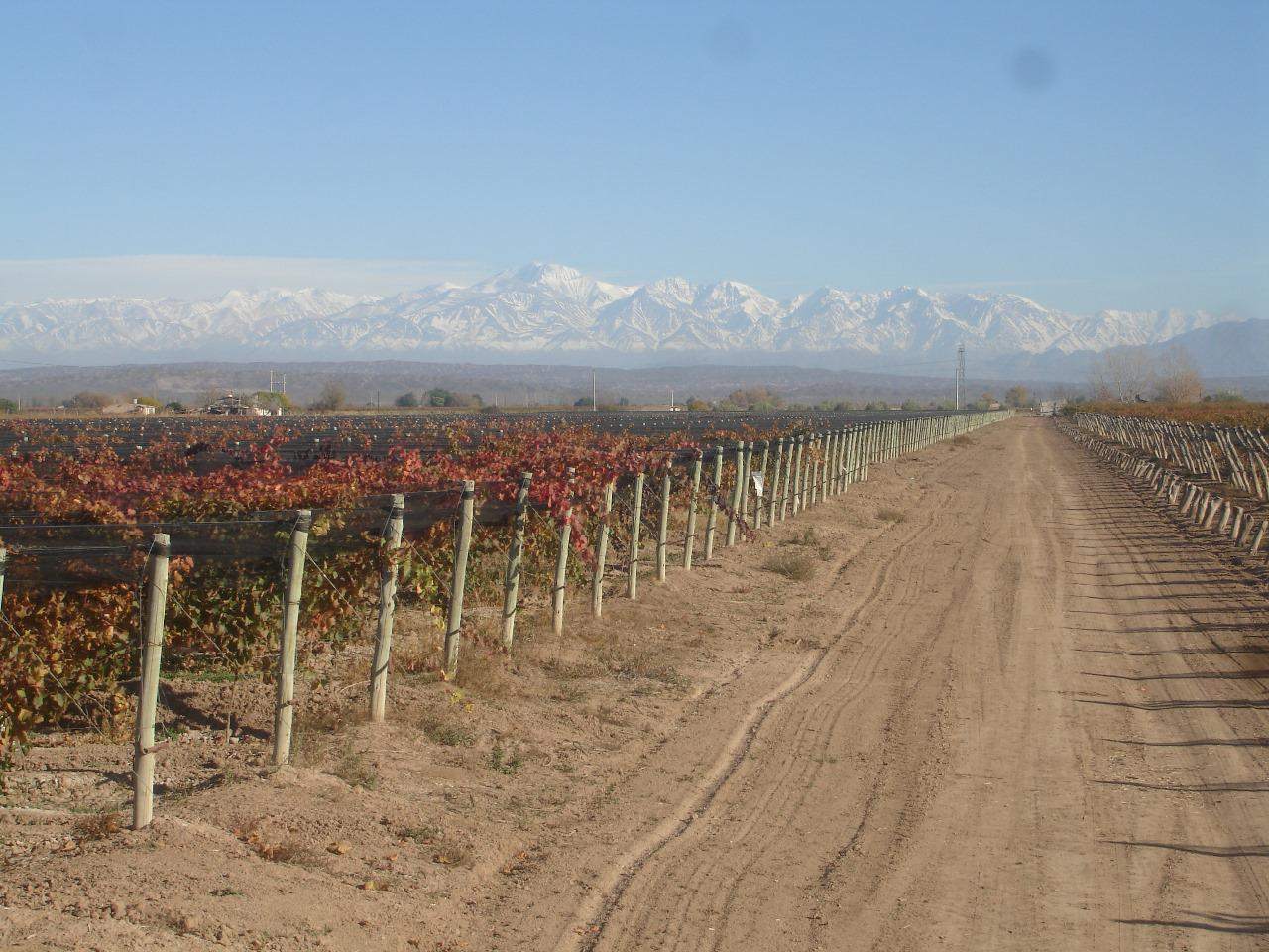 Finca en Venta en Lujan de Cuyo, Mendoza