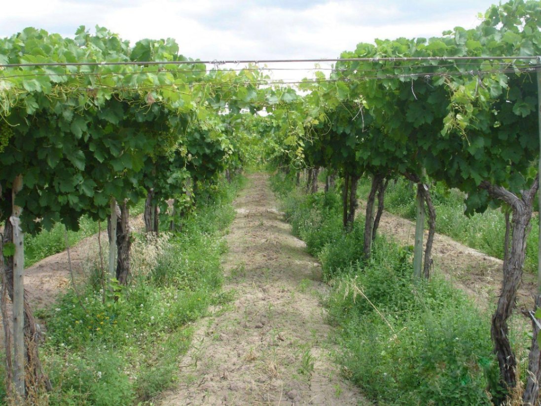 Finca en Venta en Lujan de Cuyo, Mendoza