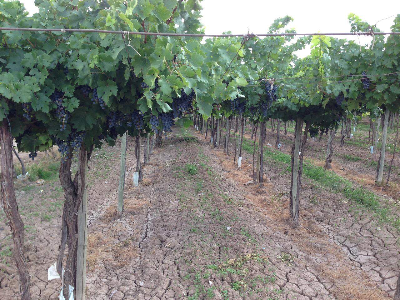 Finca en Venta en Lujan de Cuyo, Mendoza