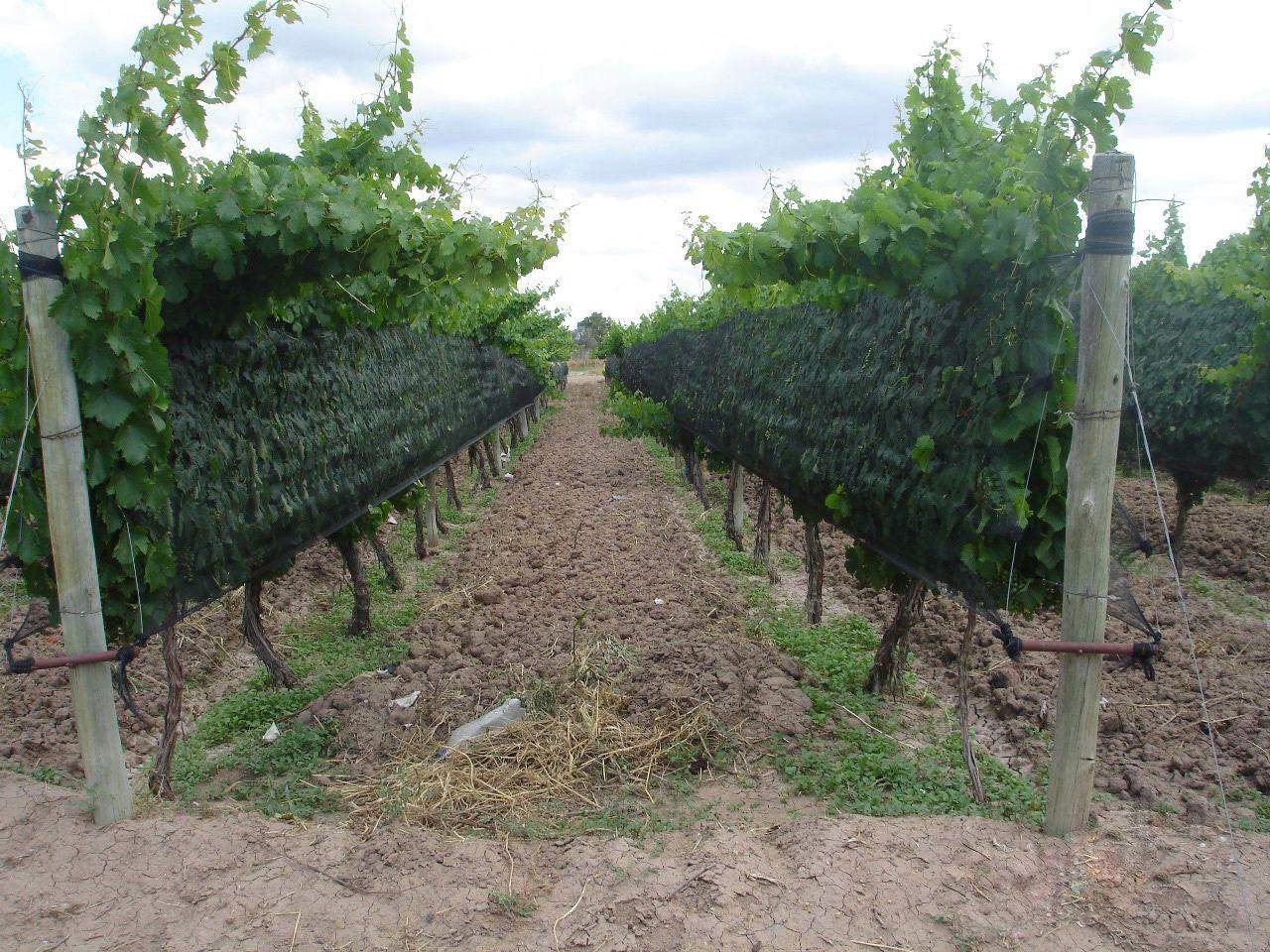 Finca en Venta en Lujan de Cuyo, Mendoza