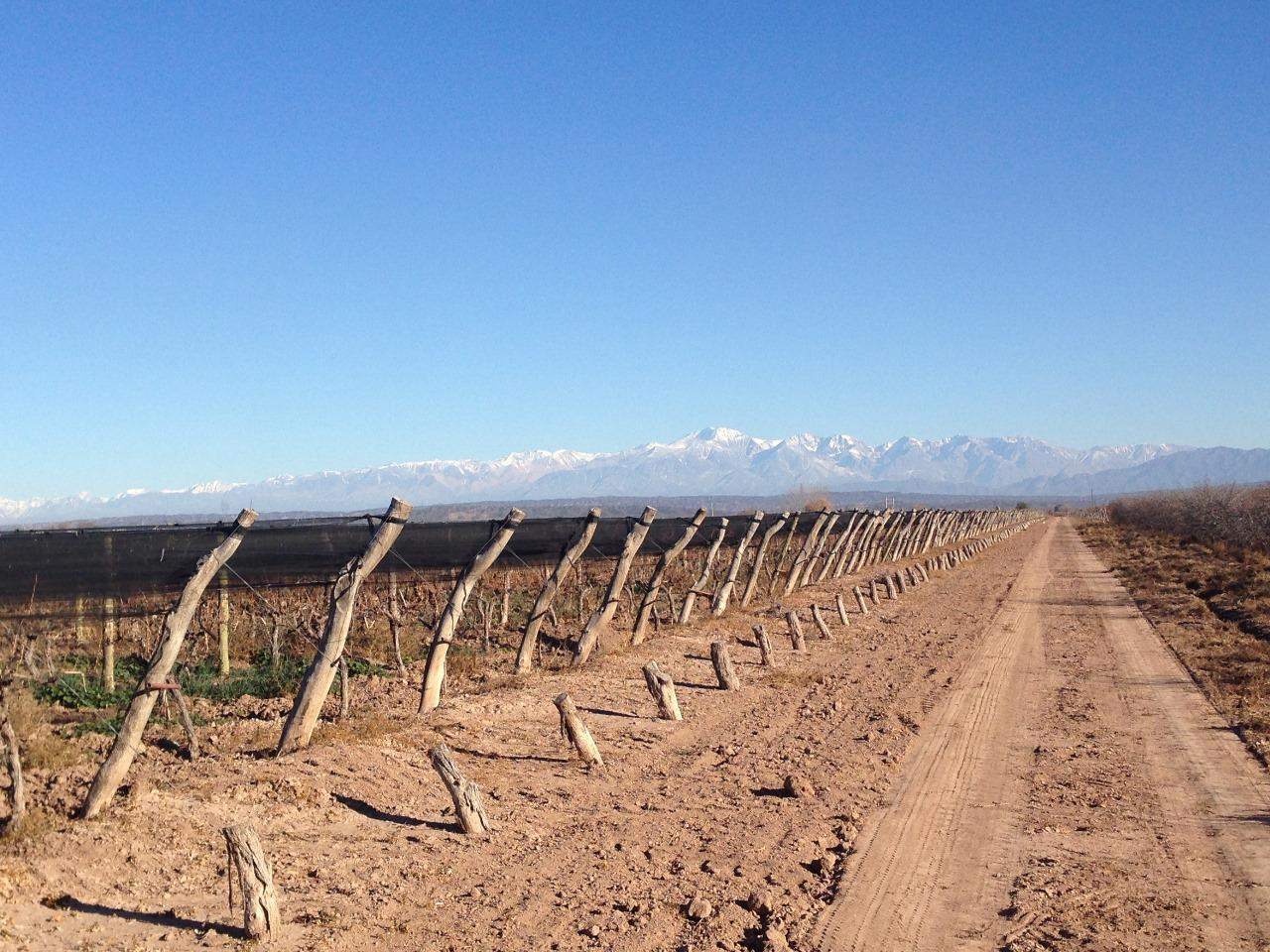 Finca en Venta en Lujan de Cuyo, Mendoza
