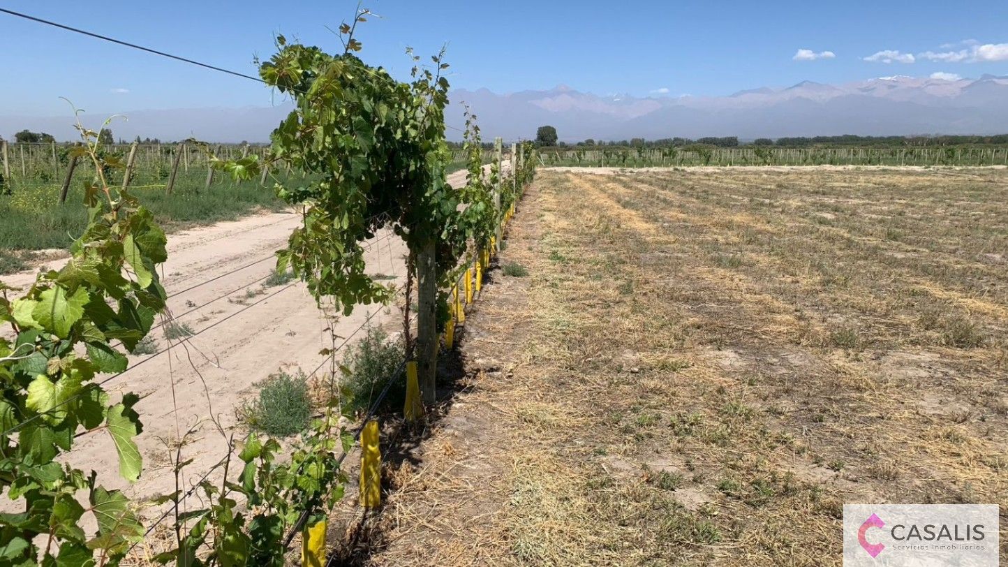 Terreno en Venta en Tupungato, Mendoza