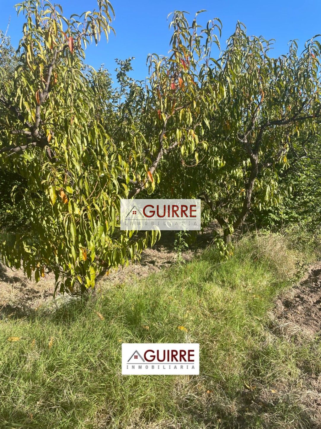 Finca en Venta en San Rafael, Mendoza