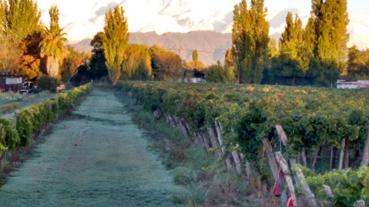 Finca en Venta en Lujan de Cuyo, Mendoza