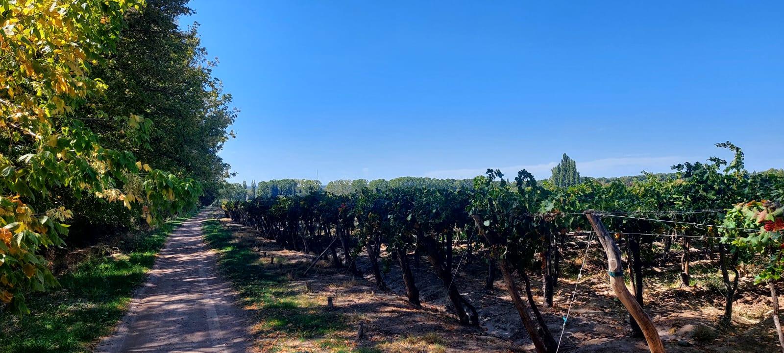 Finca en Venta en Lujan de Cuyo, Mendoza