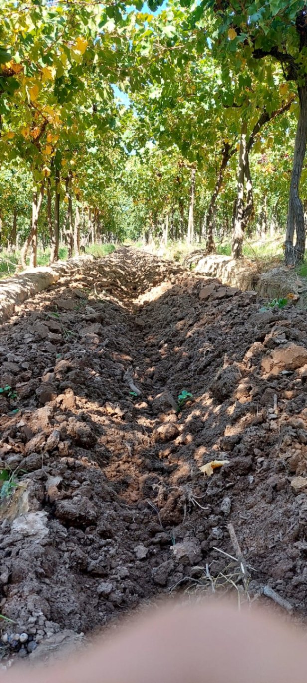 Finca en Venta en Lujan de Cuyo, Mendoza