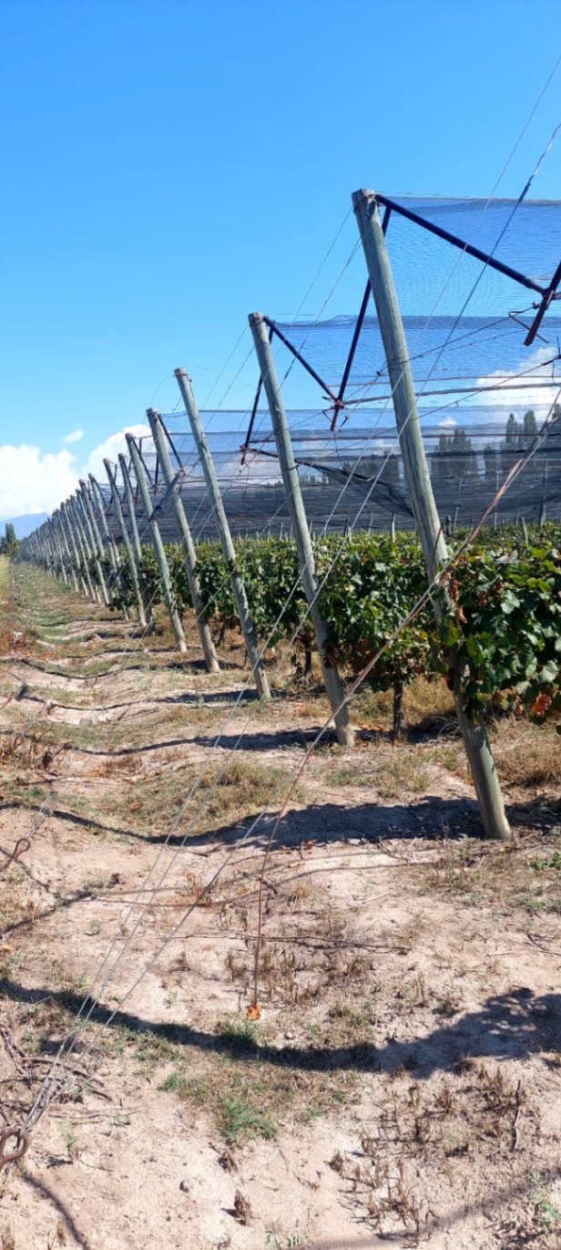 Finca en Venta en Lujan de Cuyo, Mendoza