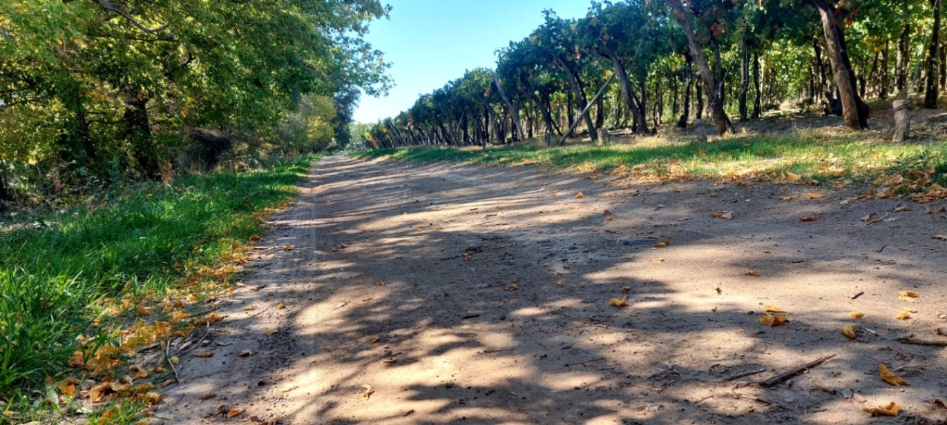 Finca en Venta en Lujan de Cuyo, Mendoza