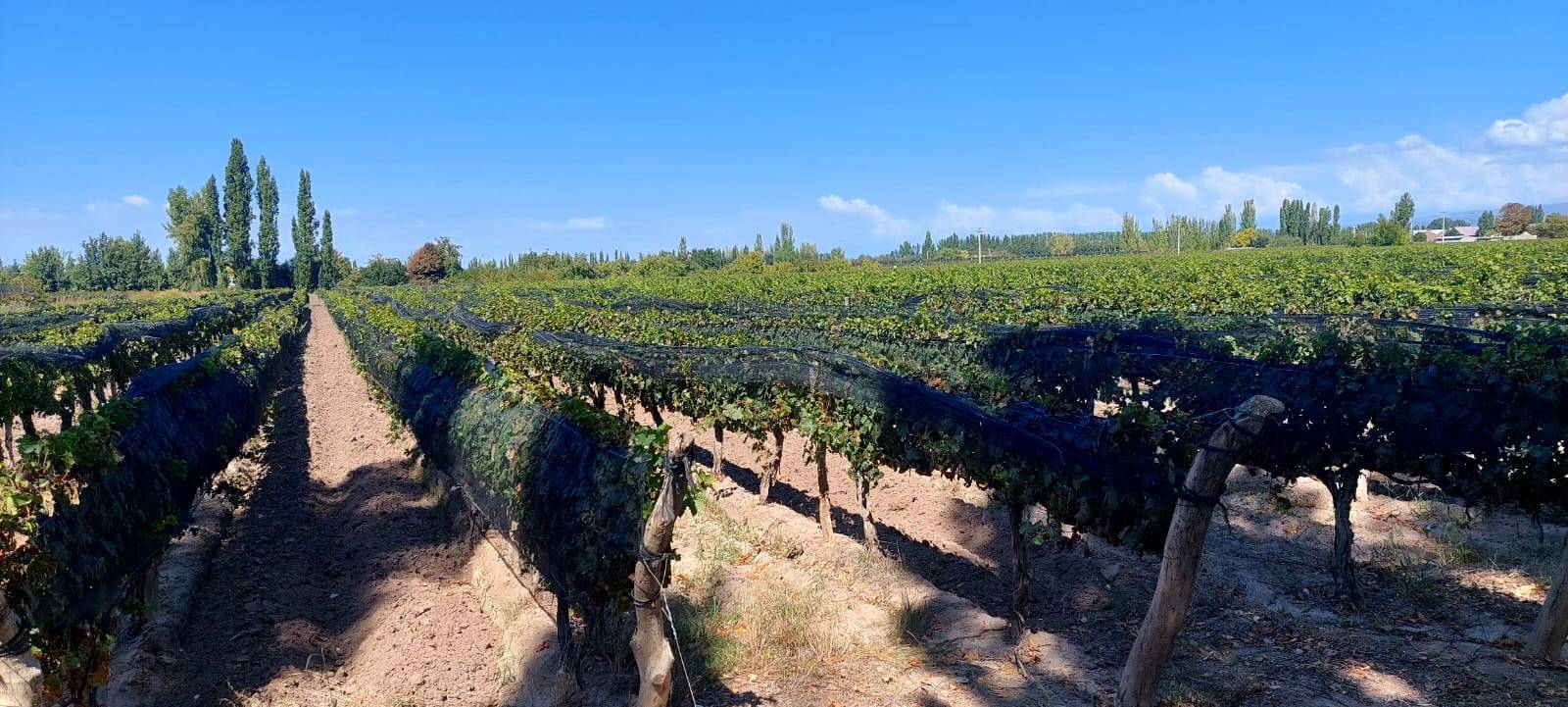 Finca en Venta en Lujan de Cuyo, Mendoza
