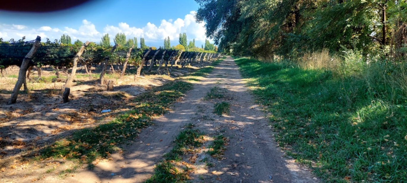 Finca en Venta en Lujan de Cuyo, Mendoza