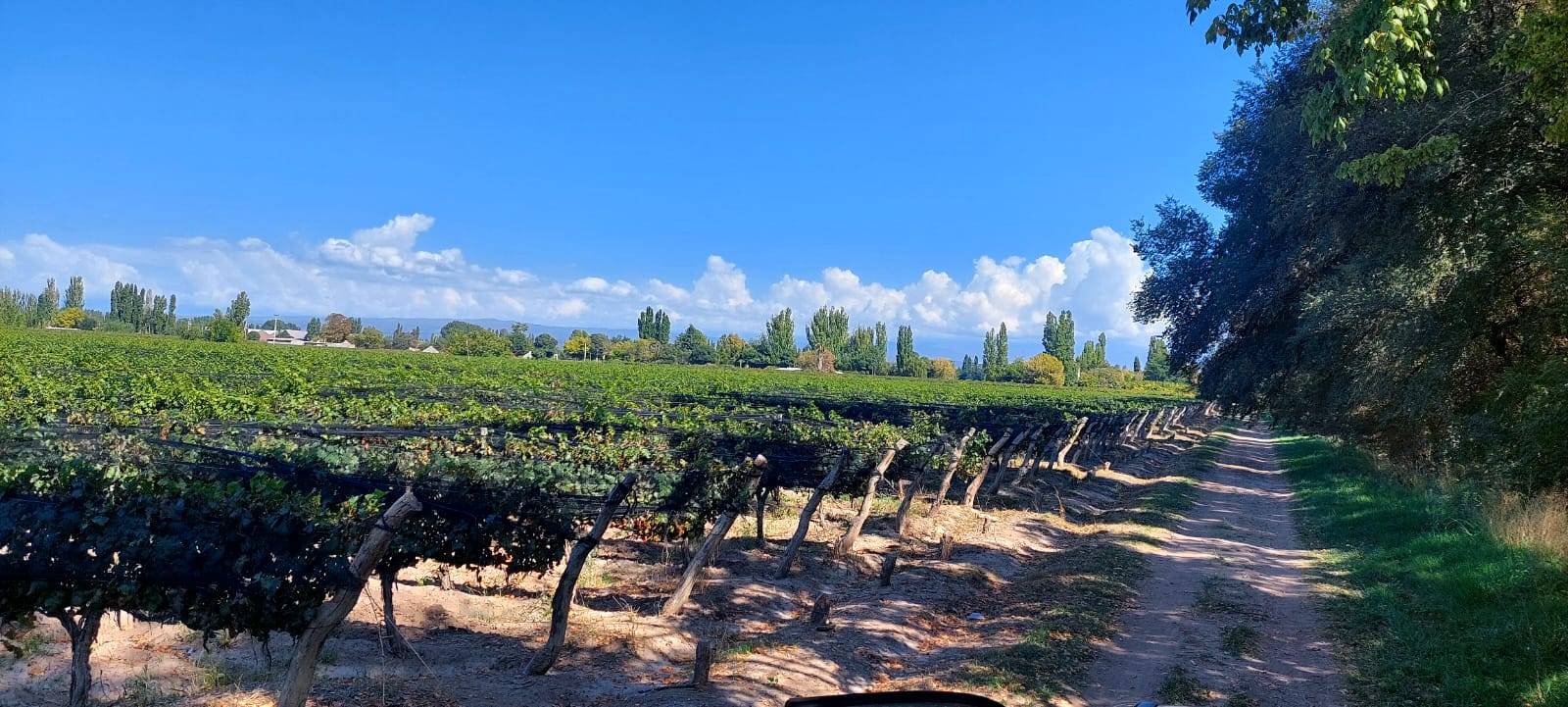 Finca en Venta en Lujan de Cuyo, Mendoza