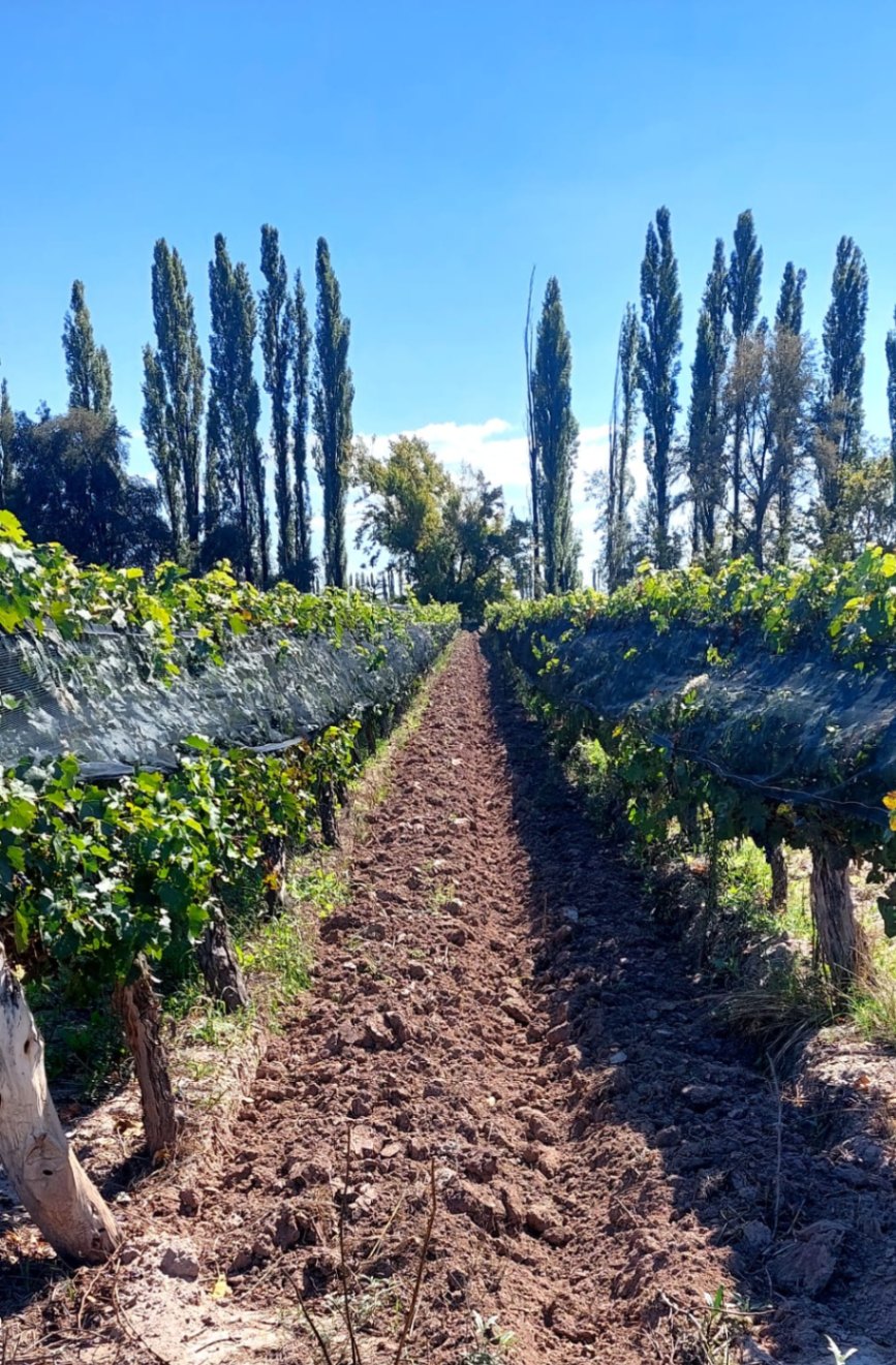 Finca en Venta en Lujan de Cuyo, Mendoza