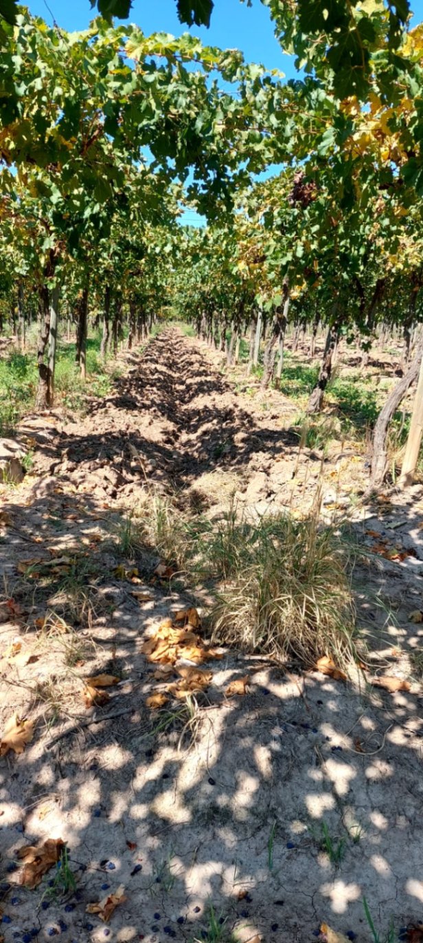 Finca en Venta en Lujan de Cuyo, Mendoza
