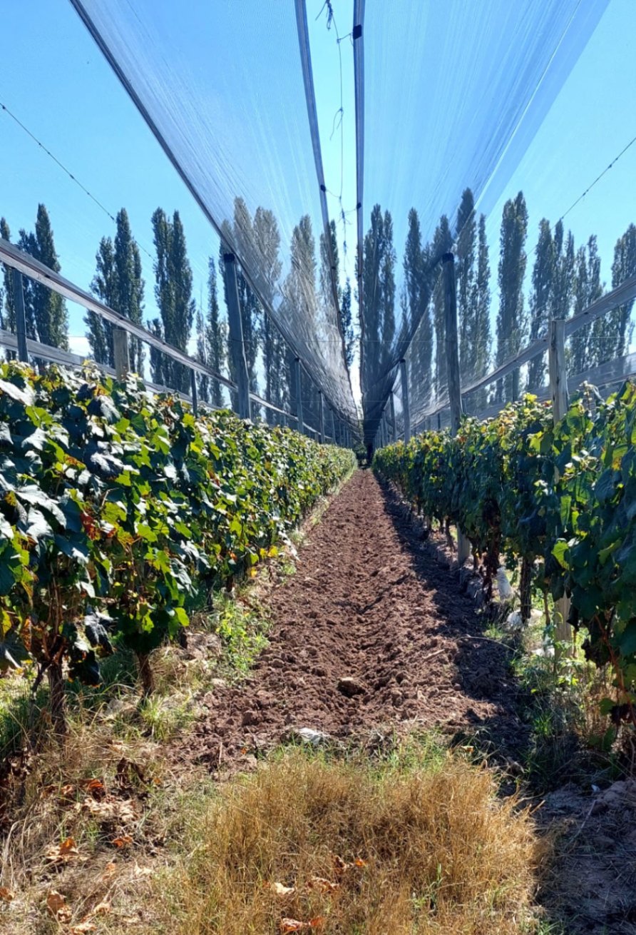 Finca en Venta en Lujan de Cuyo, Mendoza