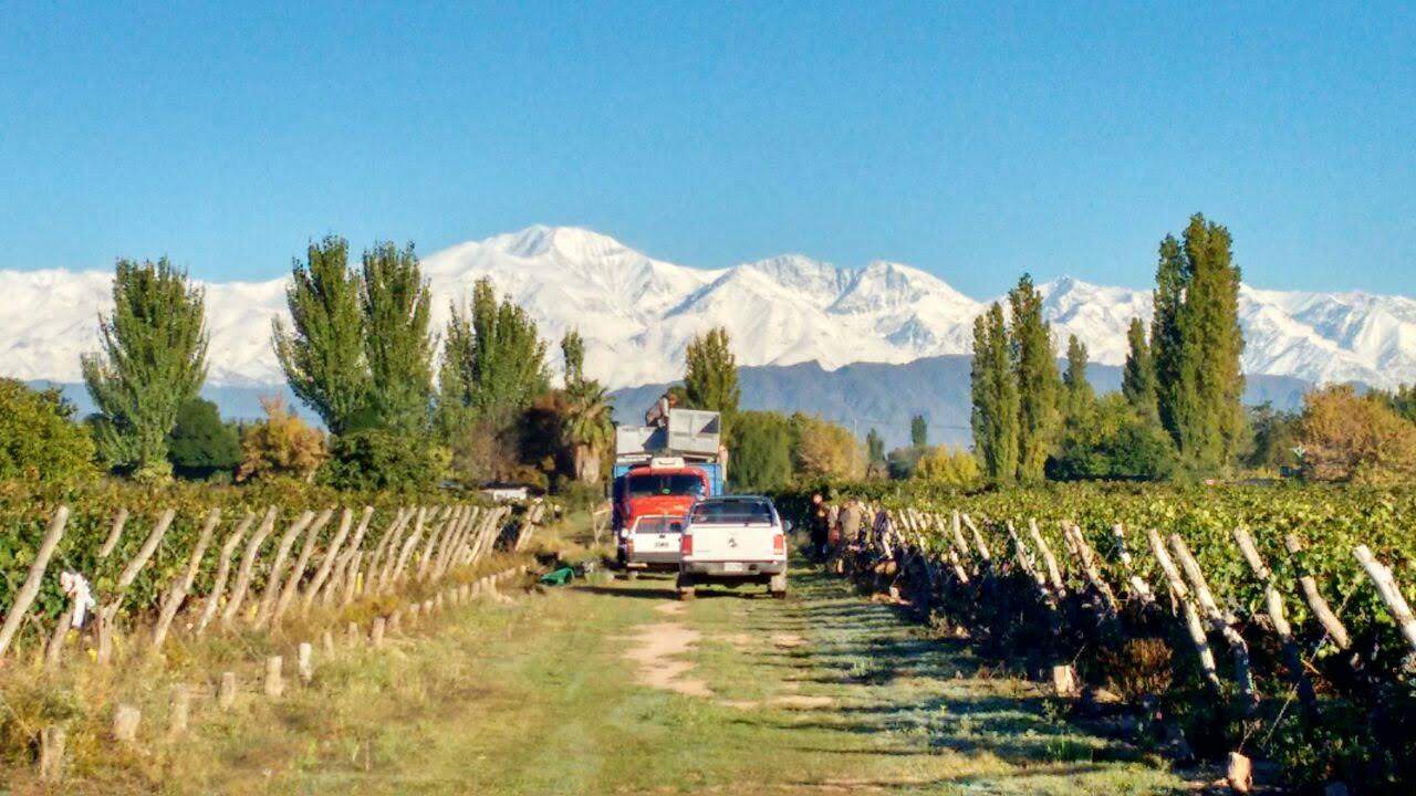 Finca en Venta en Lujan de Cuyo, Mendoza