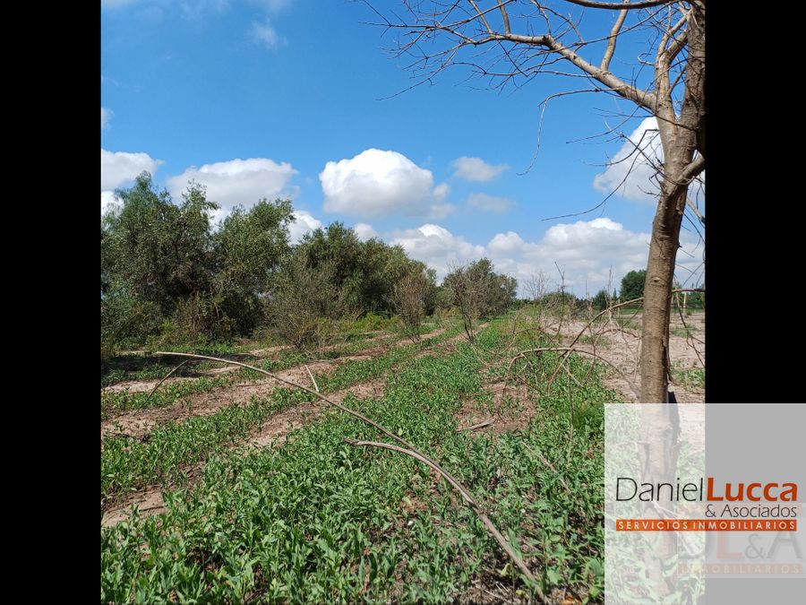 Terreno en Venta en Lujan de Cuyo, Mendoza
