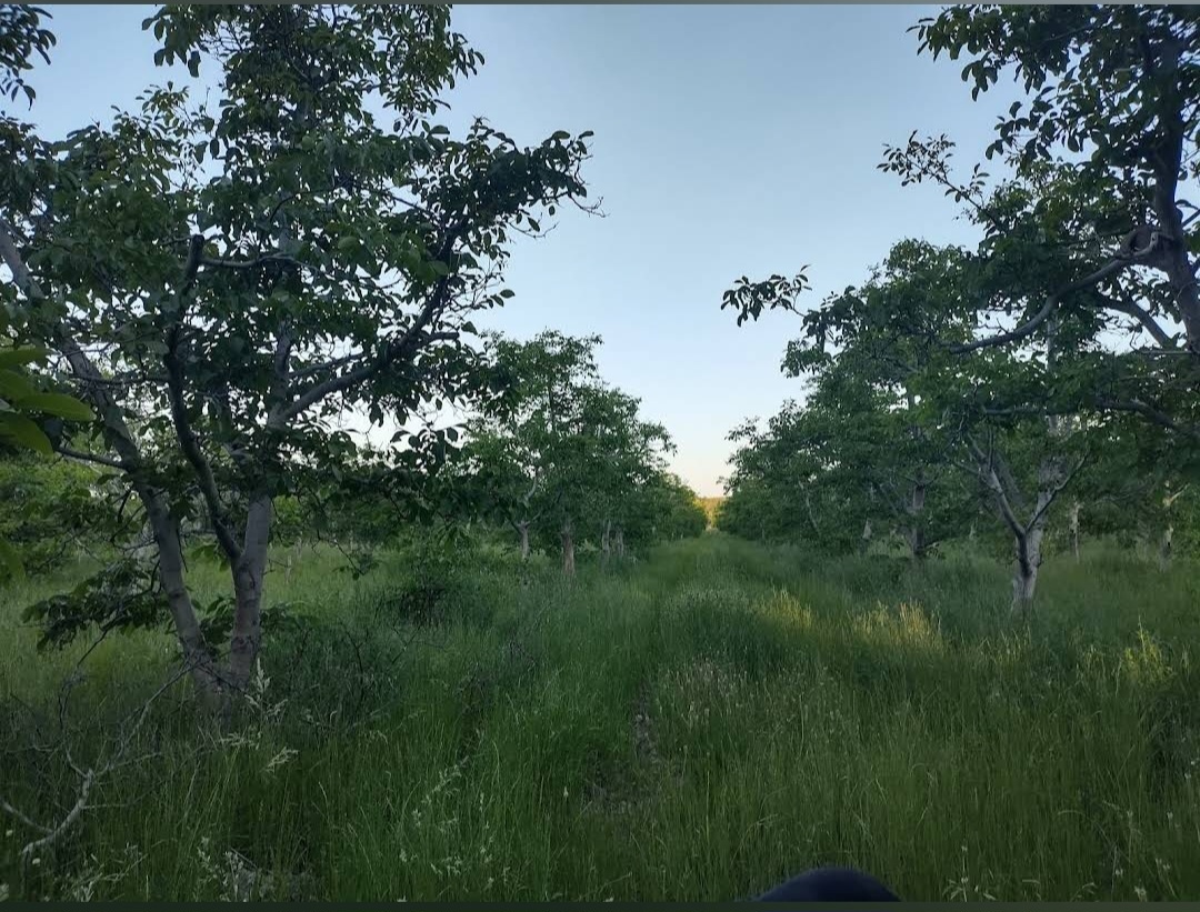 Finca en Venta en Lujan de Cuyo, Mendoza