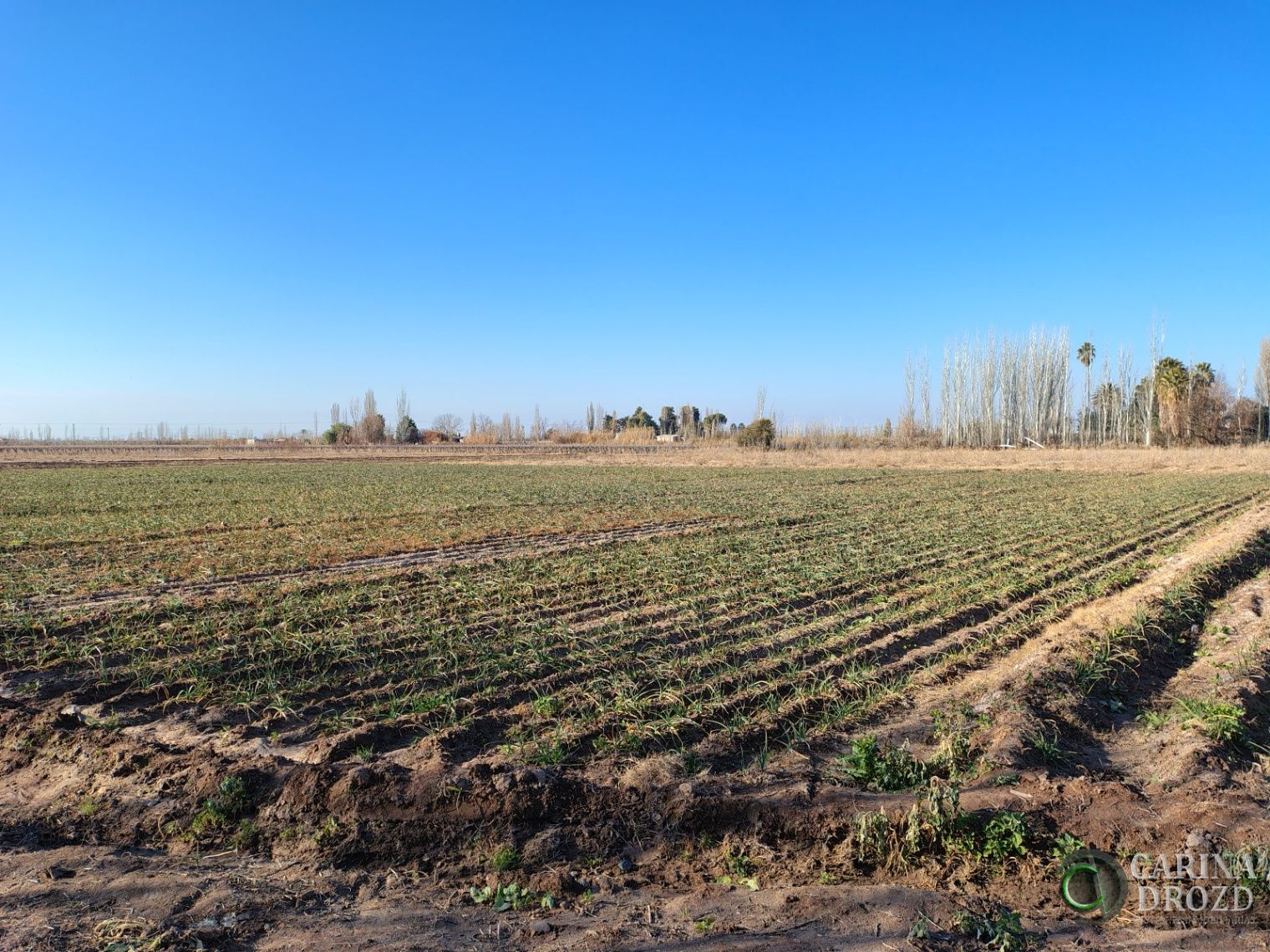 Finca en Venta en Maipu, Mendoza