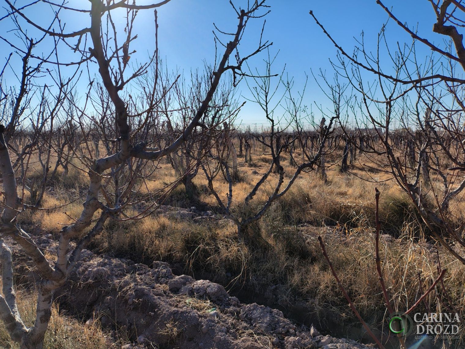 Finca en Venta en Maipu, Mendoza