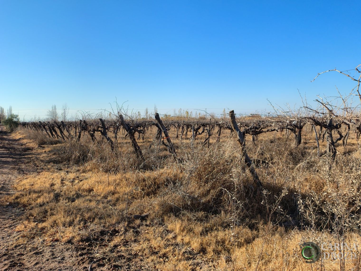 Finca en Venta en Maipu, Mendoza