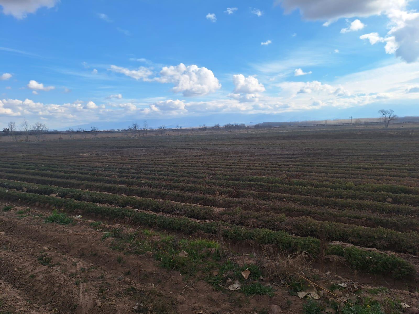 Finca en Venta en San Carlos, Mendoza